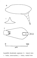 Lepadella rhomboides signiensis - Original description image