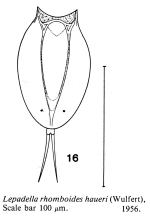 Lepadella rhomboides var. haueri