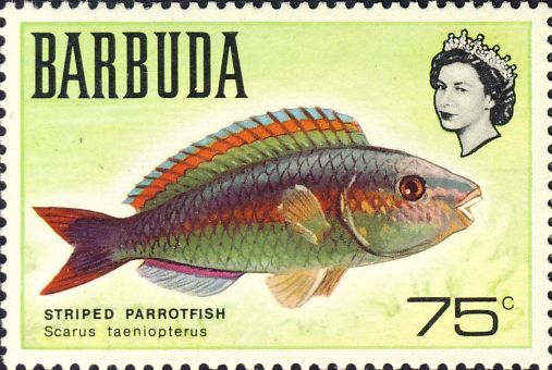 Scarus taeniopterus Scarus taeniopterus