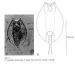 Lepadella rhomboides var. haueri