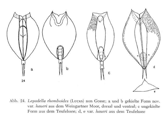 Lepadella rhomboides var. haueri - Original description image