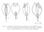Lepadella rhomboides var. haueri
