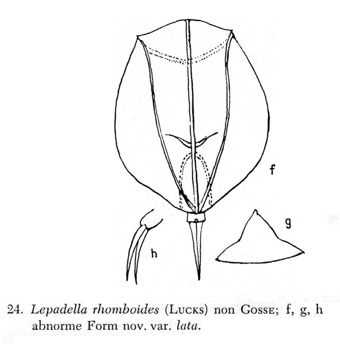 Lepadella rhomboides var. lata - Original description image