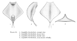 Lepadella rhomboidula