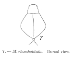 Lepadella rhomboidula