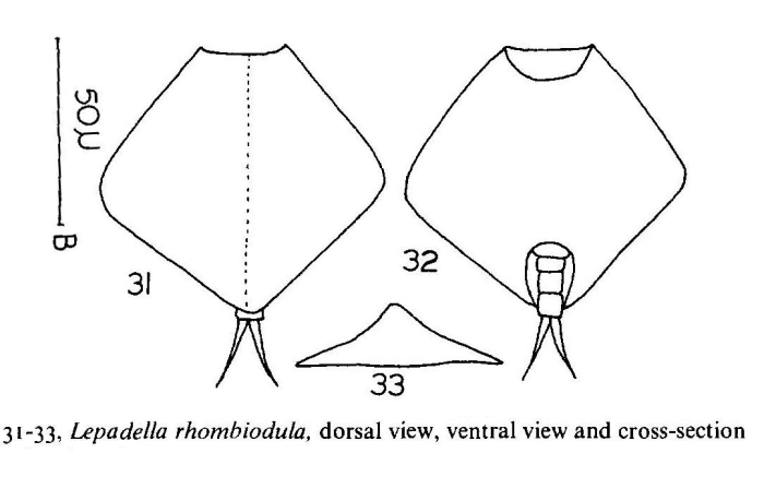 Lepadella rhomboidula Lepadella rhomboidula