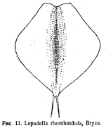 Lepadella rhomboidula