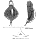 Lepadella rhomboidula - Original description image