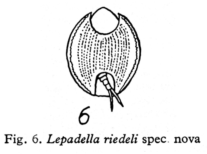 Lepadella riedeli - Original description image