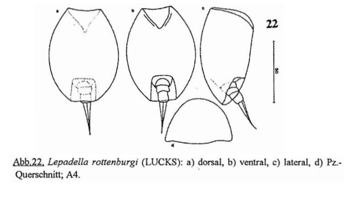 Lepadella rottenburgi Lepadella rottenburgi