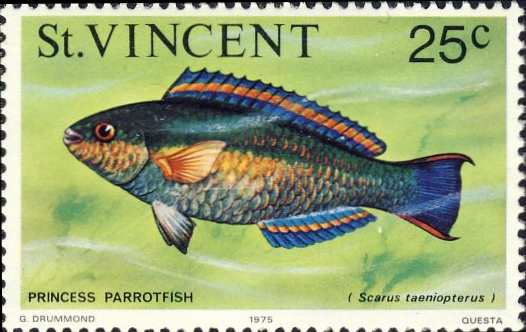 Scarus taeniopterus Scarus taeniopterus