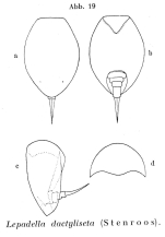 Lepadella rottenburgi