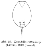 Lepadella rottenburgi