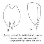 Lepadella rottenburgi