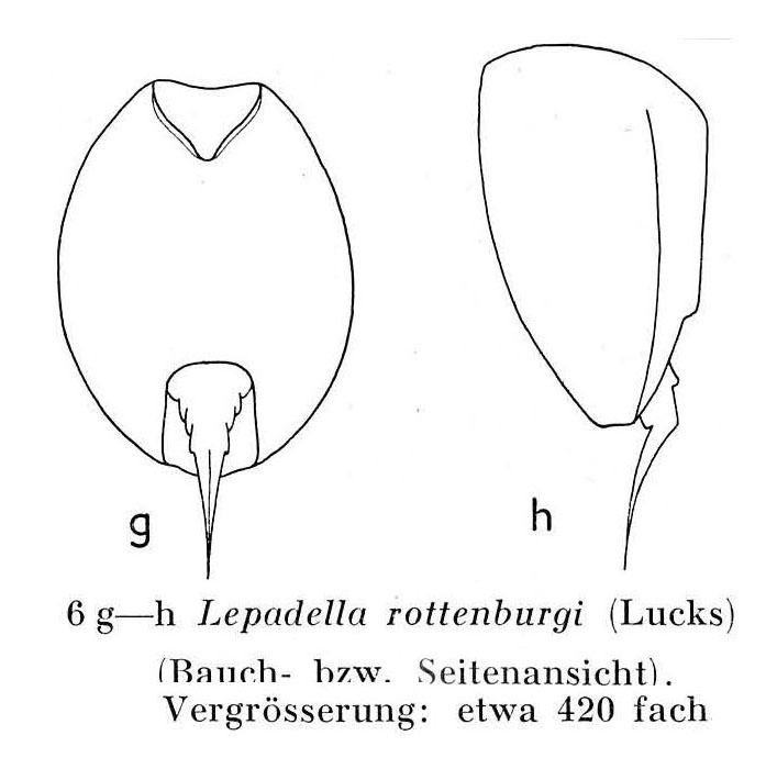 Lepadella rottenburgi Lepadella rottenburgi