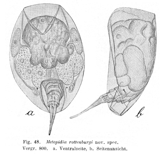 Lepadella rottenburgi - Original description image