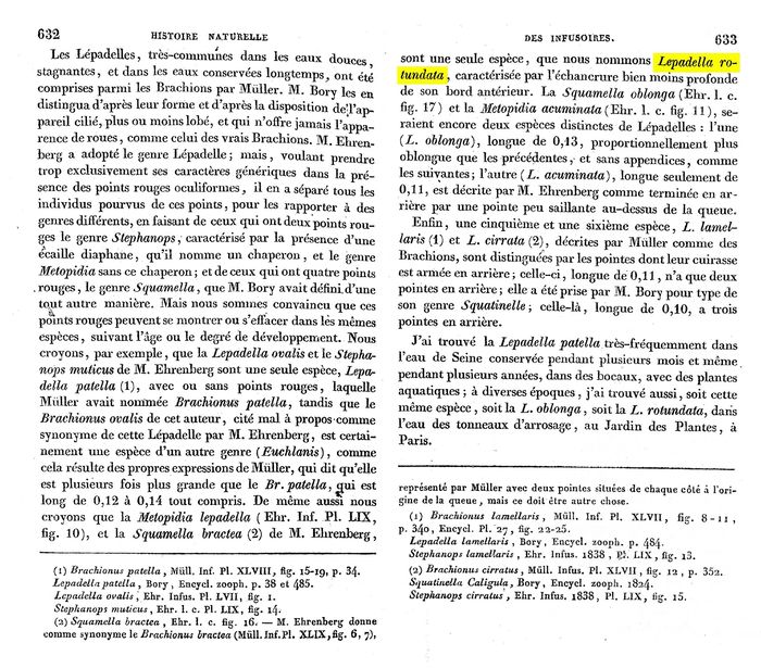 Lepadella rotundata - Original description image