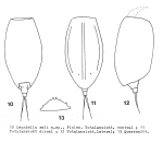 Lepadella sali - Original description image