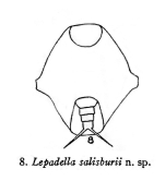 Lepadella salisburii - Original description image