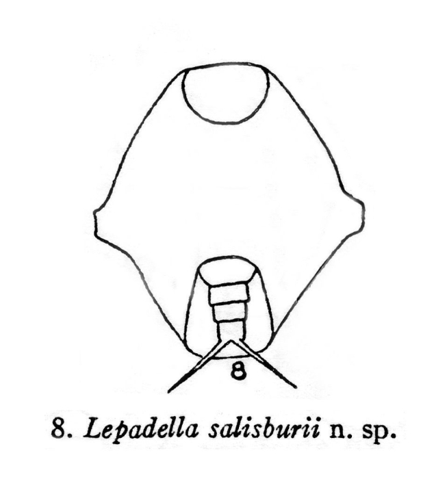 Lepadella salisburii - Original description image