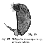 Lepadella scutumpes - Original description image