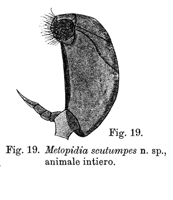 Lepadella scutumpes - Original description image