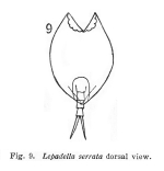 Lepadella serrata - Original description image