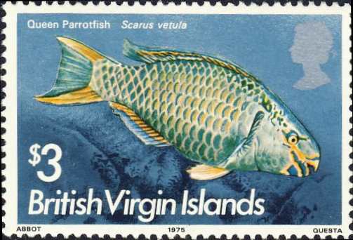Scarus vetula Scarus vetula