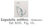 Lepadella setifera - Original description image