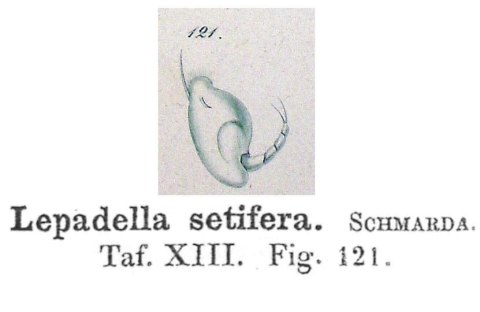Lepadella setifera - Original description image