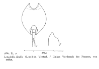 Lepadella similis