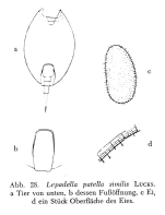 Lepadella similis