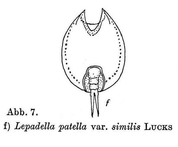 Lepadella similis Lepadella similis