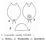 Lepadella similis