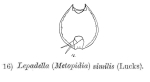 Lepadella similis