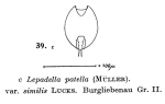 Lepadella similis