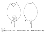 Lepadella similis