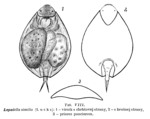 Lepadella similis