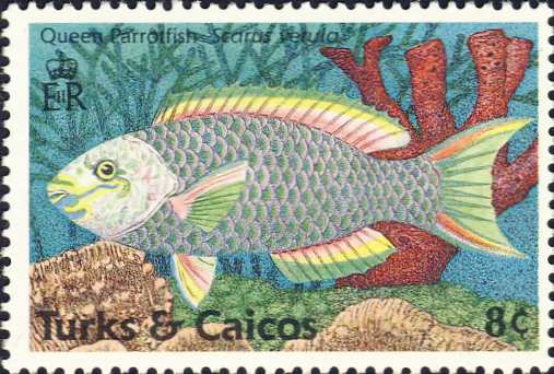Scarus vetula Scarus vetula