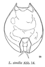 Lepadella similis