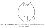 Lepadella similis