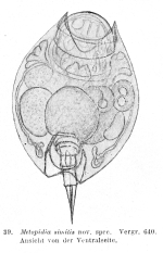 Lepadella similis - Original description image