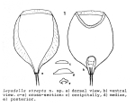 Lepadella strepta