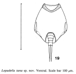 Lepadella tana - Original description image
