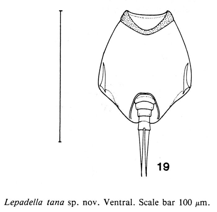 Lepadella tana Lepadella tana