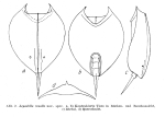 Lepadella tenella