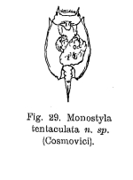 Lepadella tentaculata