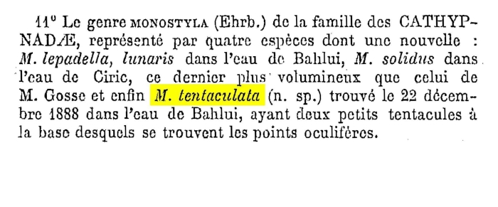 Lepadella tentaculata Lepadella tentaculata