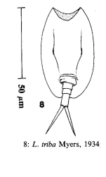 Lepadella triba