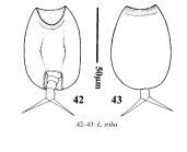 Lepadella triba